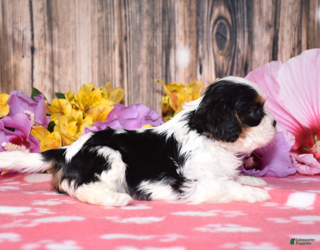 Cavalier King Charles Spaniel dogs for sale: Everest - Ad 7