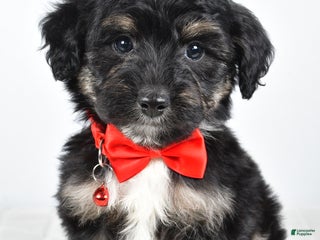 Mini Aussiedoodle dogs - Ad 7