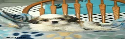 Shih Tzu dogs for sale: Sky   - Ad 4