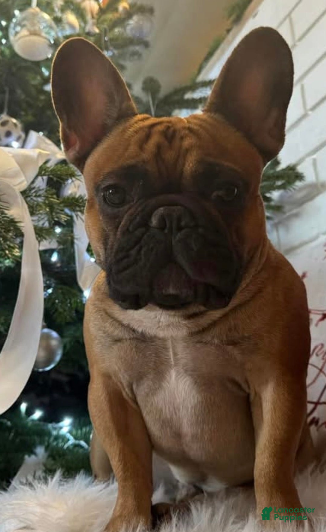 French Bulldog dogs for sale: Barney - Ad 3