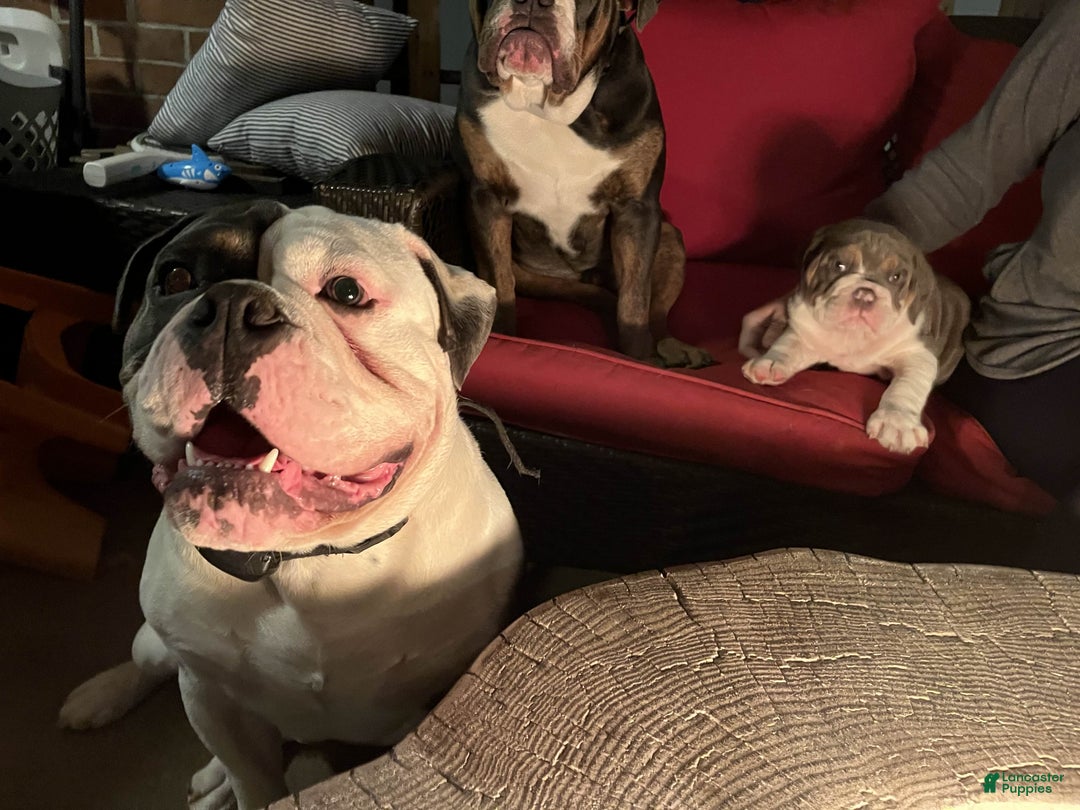Olde English Bulldogge dogs for sale: Starry - Ad 11
