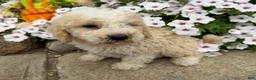 Miniature Poodle dogs for sale: Don - Ad 4