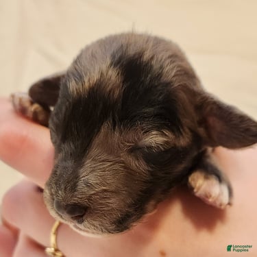 Mini Aussiedoodle dogs for sale: Pixie_Female Blue Merle Mini-Aussiedoodle - Ad 2