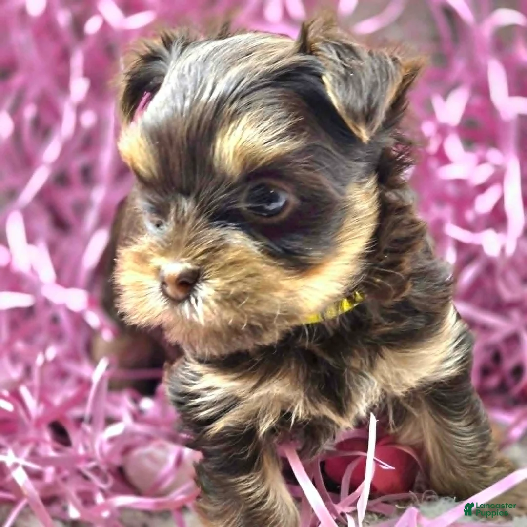 Yorkshire Terrier dogs for sale: Levia - Ad 2