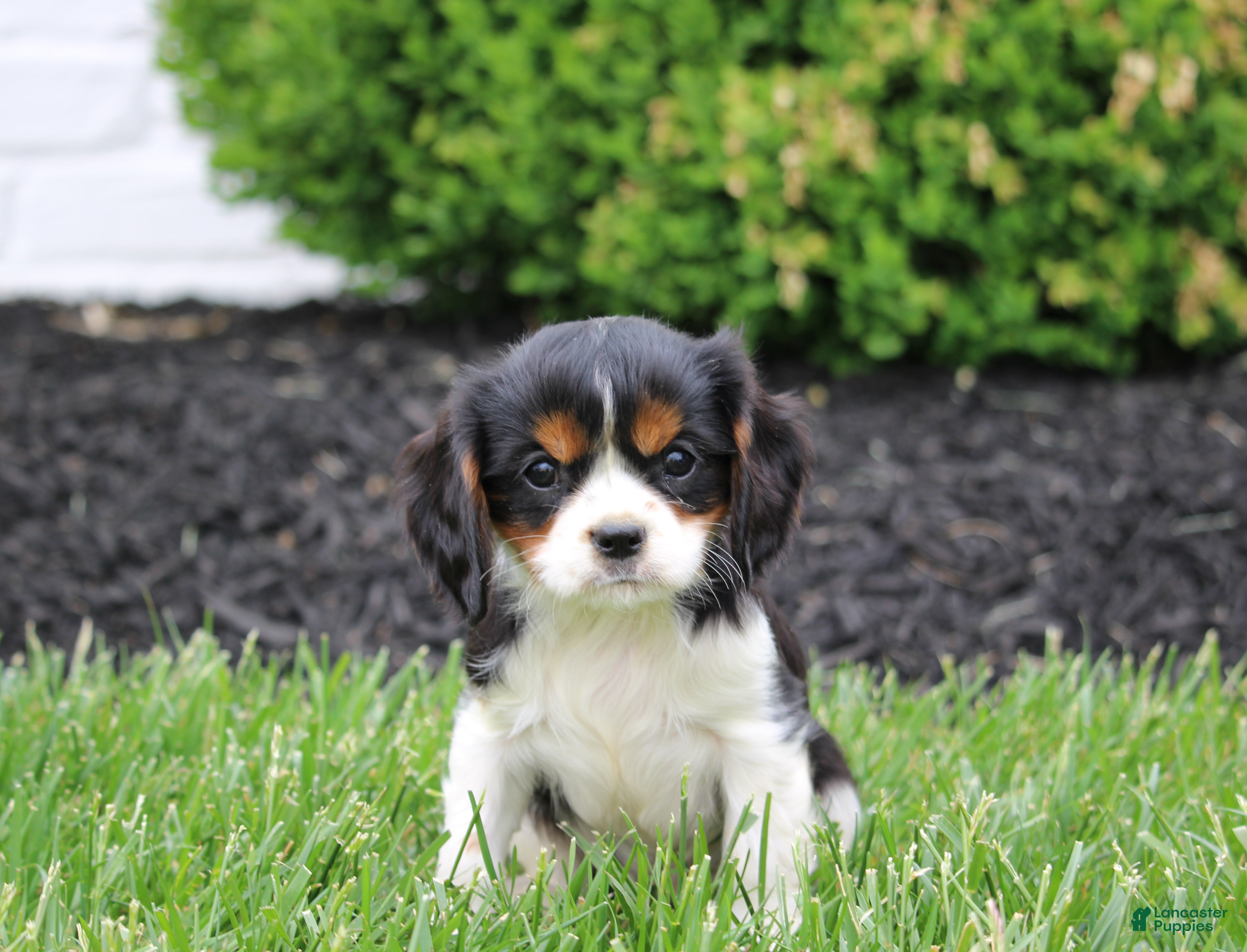 Cavalier King Charles Spaniel dogs Ryder - Ad 1