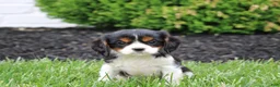 Cavalier King Charles Spaniel dogs for sale: Ryder - Ad 1