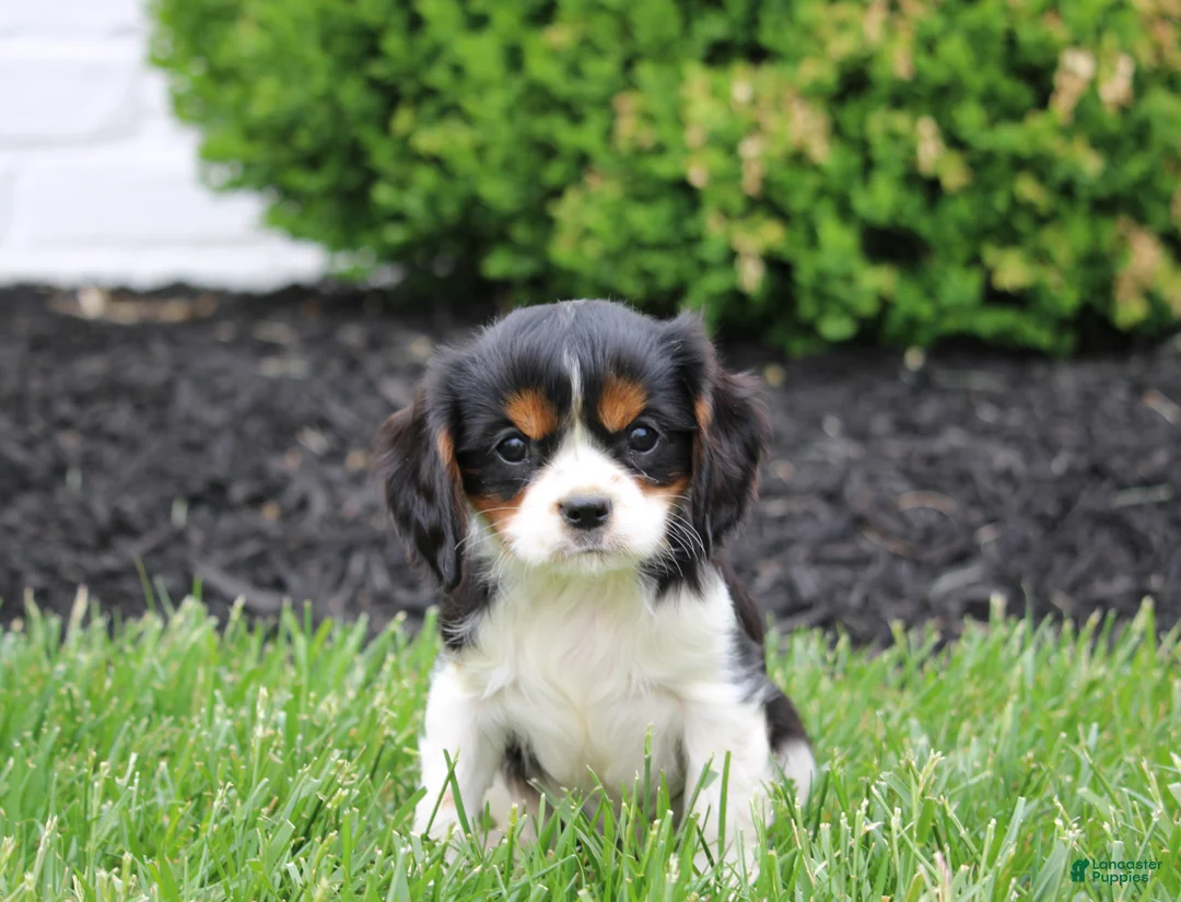 Cavalier King Charles Spaniel dogs for sale: Ryder - Ad 1
