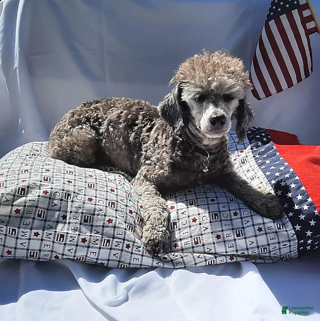 Toy Poodle dogs for sale: Asher - Ad 4