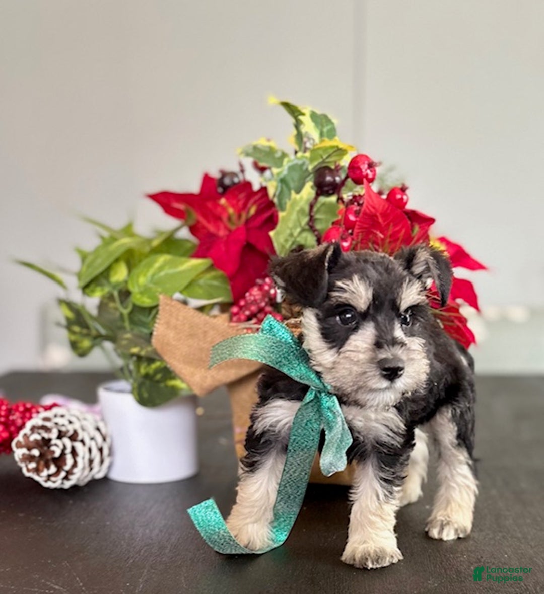 Miniature Schnauzer dogs for sale: Sparky - Ad 7