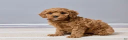 Cavapoo dogs for sale: Brittany - Ad 2