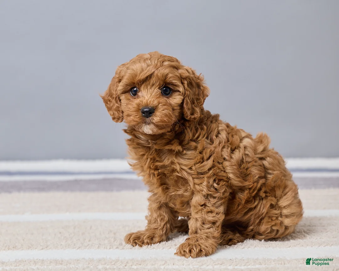 Cavapoo dogs for sale: Brittany - Ad 2