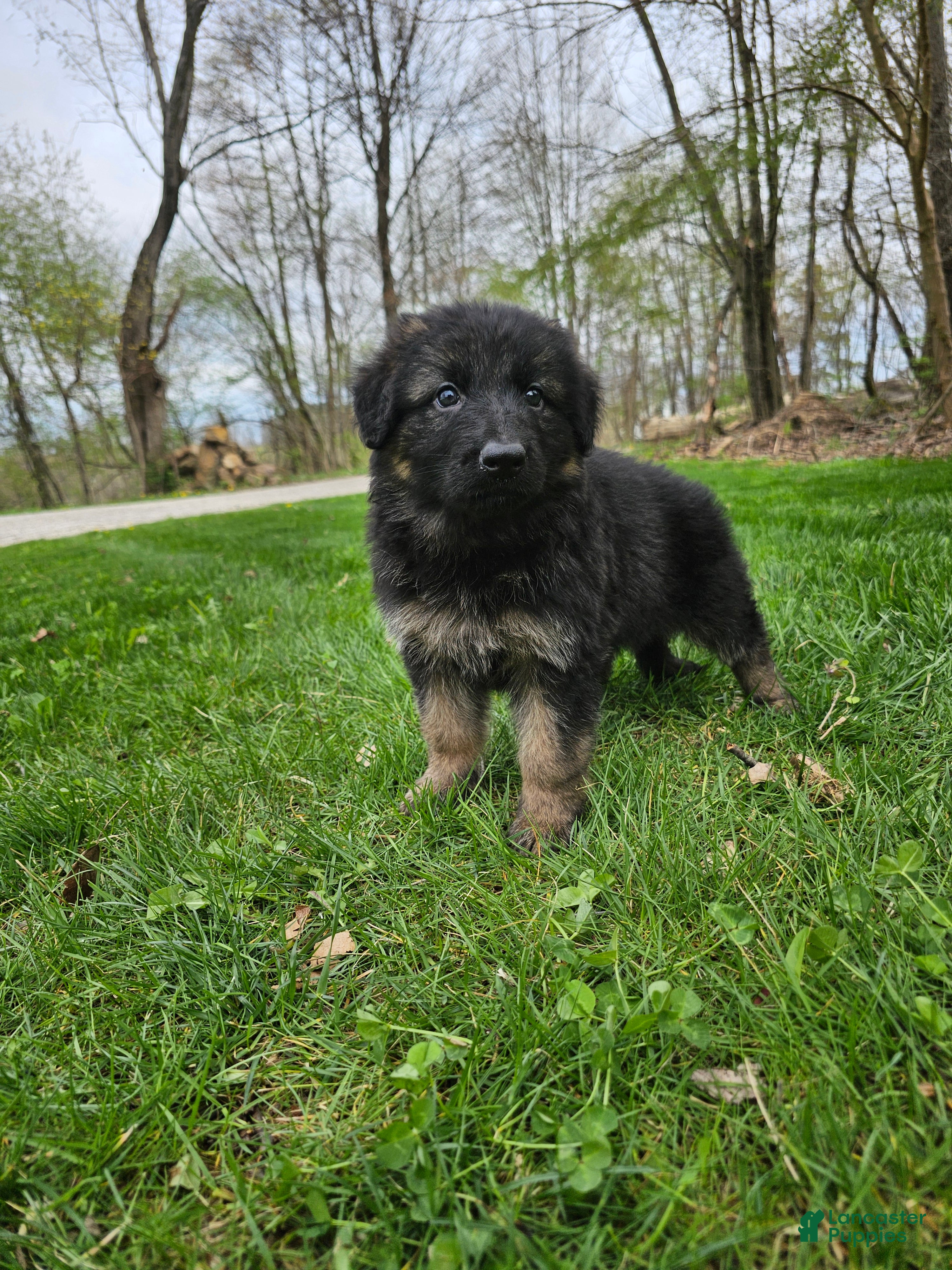 German Shepherd dogs Abby  - Ad 2