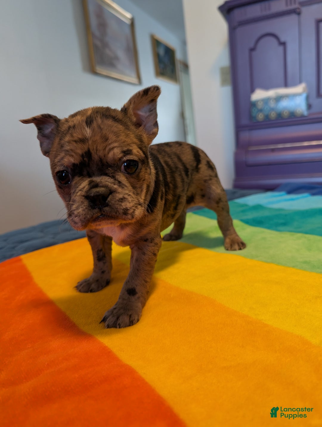 Frenchton dogs for sale: Jesse - Ad 5