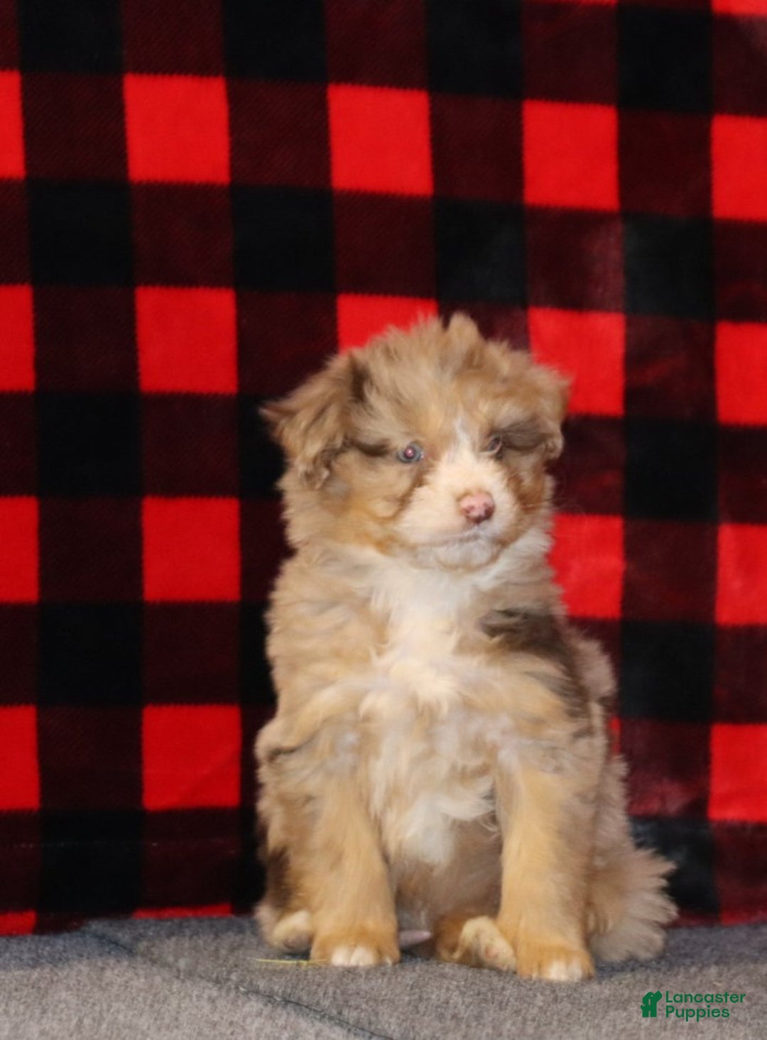 Mixed Breed dogs for sale: Poppy  - Ad 9