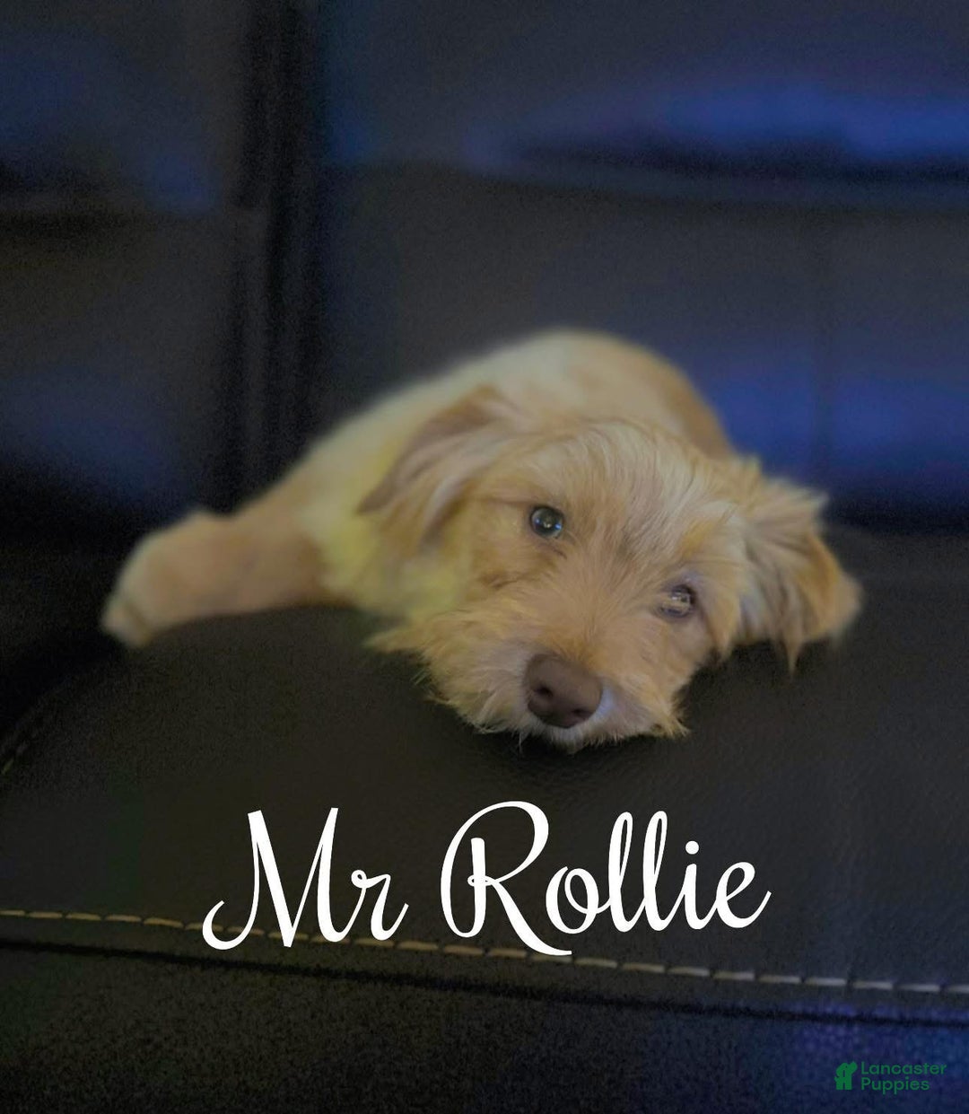 Maltipoo dogs for sale: Mr Rollie - Ad 14
