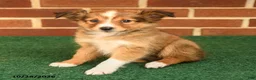 Shetland Sheepdog dogs for sale: Tessa - Ad 3