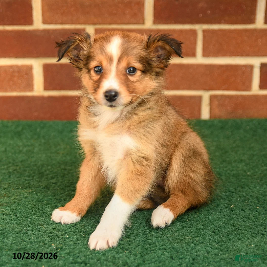 Shetland Sheepdog dogs for sale: Tessa - Ad 3