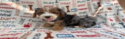 Mini Aussiedoodle dogs for sale: Otto - Ad 8