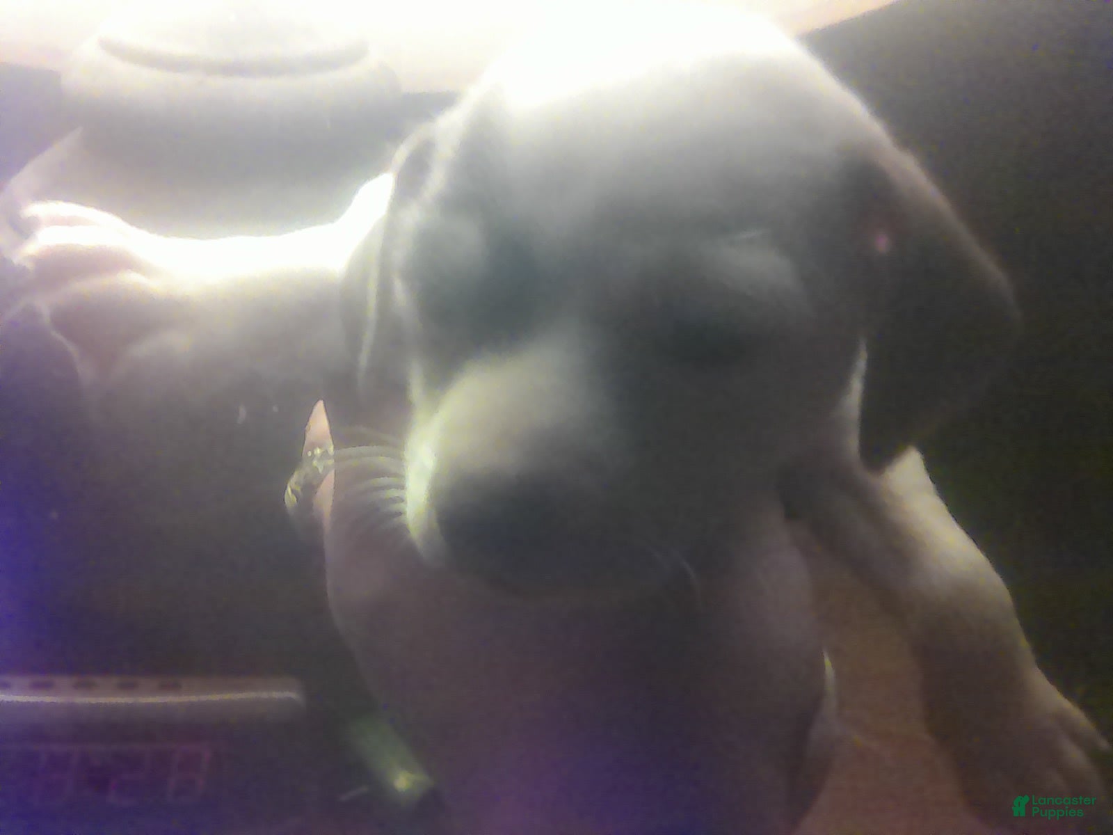 Chorkie dogs Rascal - Ad 2