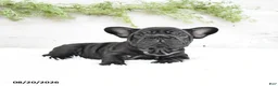 French Bulldog dogs for sale: Macy - Ad 5
