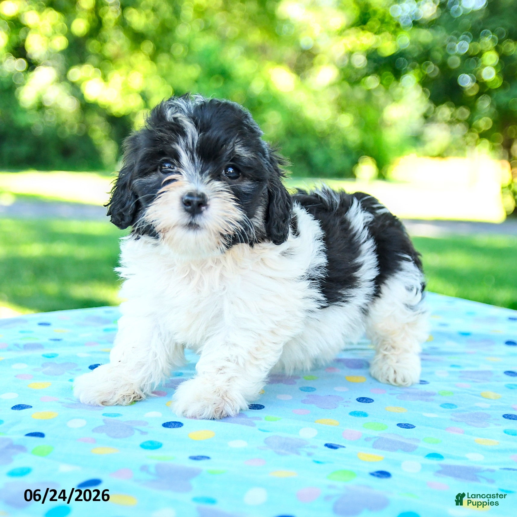 Shihpoo dogs Shantel - Ad 1