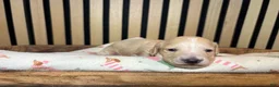 Miniature Dachshund dogs for sale: Aspen - Ad 7