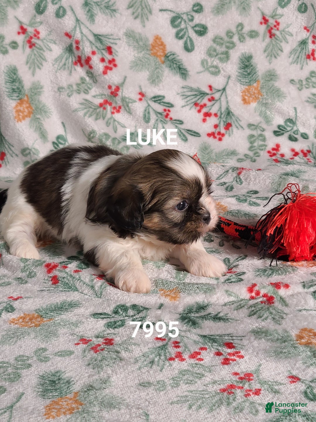 Shih Tzu dogs for sale: Luke  - Ad 5