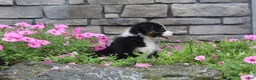 Australian Shepherd dogs for sale: Polly - Ad 6