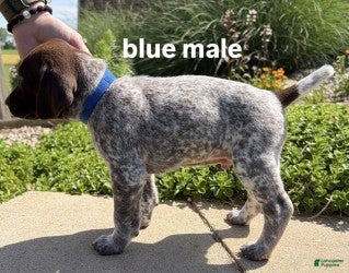 German Shorthaired Pointer dogs Blue Male - Ad 1