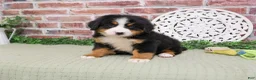 Bernese Mountain Dog dogs for sale: Honor - Ad 6