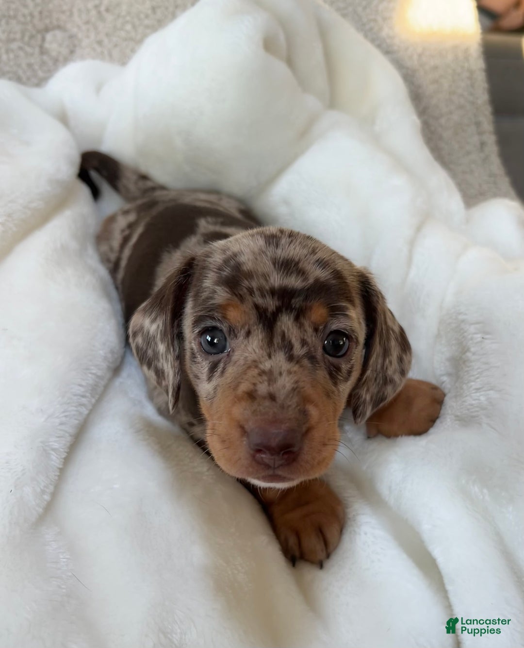 Miniature Dachshund dogs for sale: Roxy - Ad 2