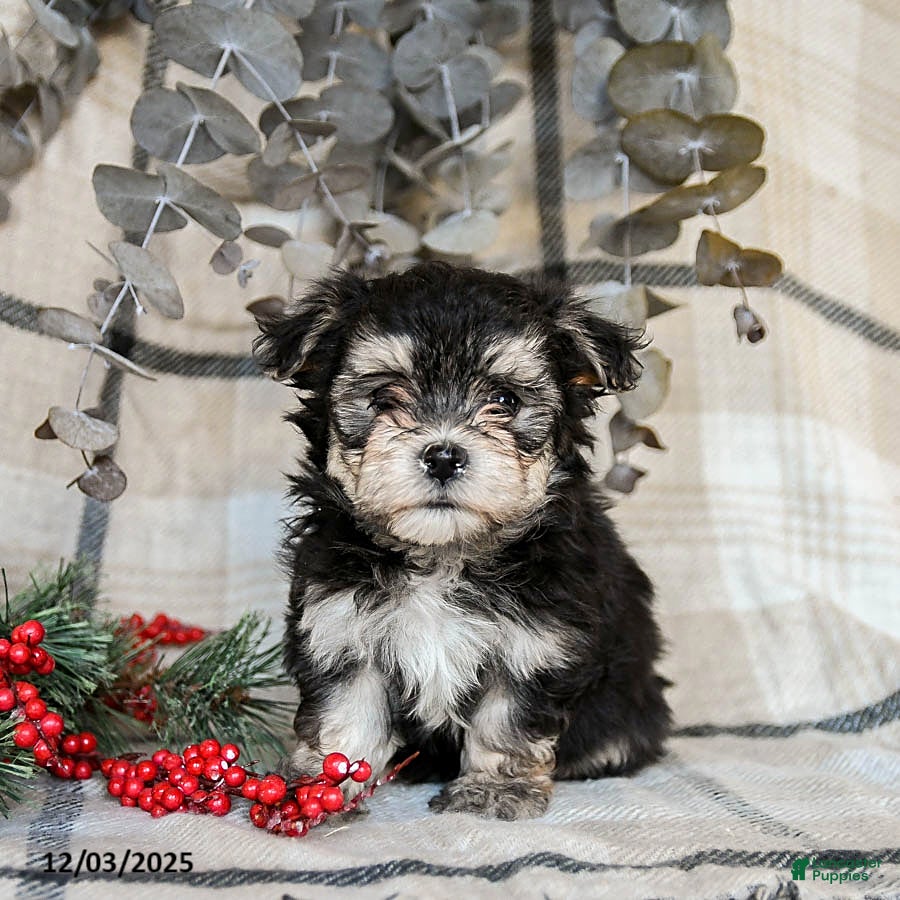 Maltipoo dogs Dixie - Ad 32