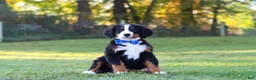 Bernese Mountain Dog dogs for sale: Toby - Ad 5