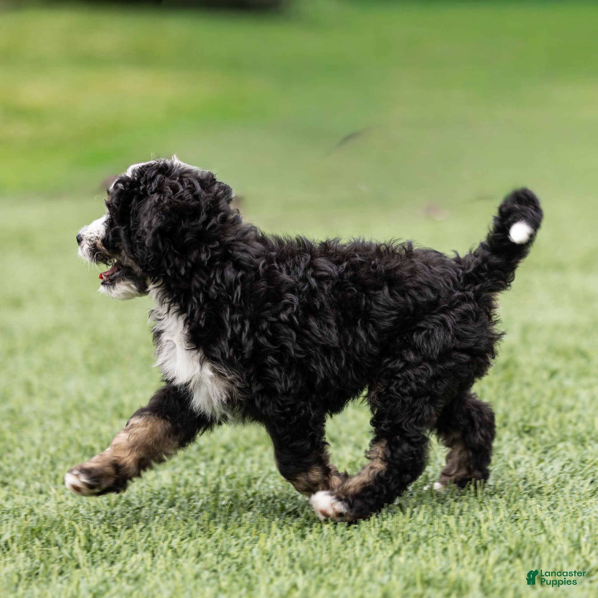 Bernedoodle dogs Brooks Bernedoodle Puppy  - Ad 2