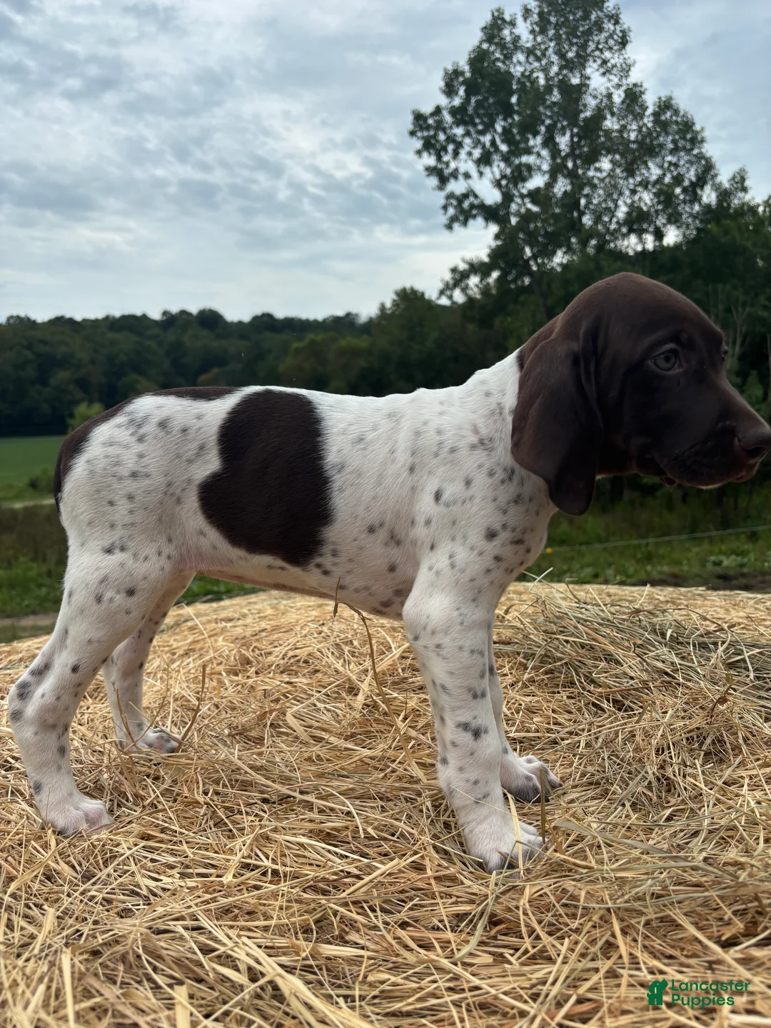 German Shorthaired Pointer dogs for sale: German Shorthaired Pointer 4 - Ad 1