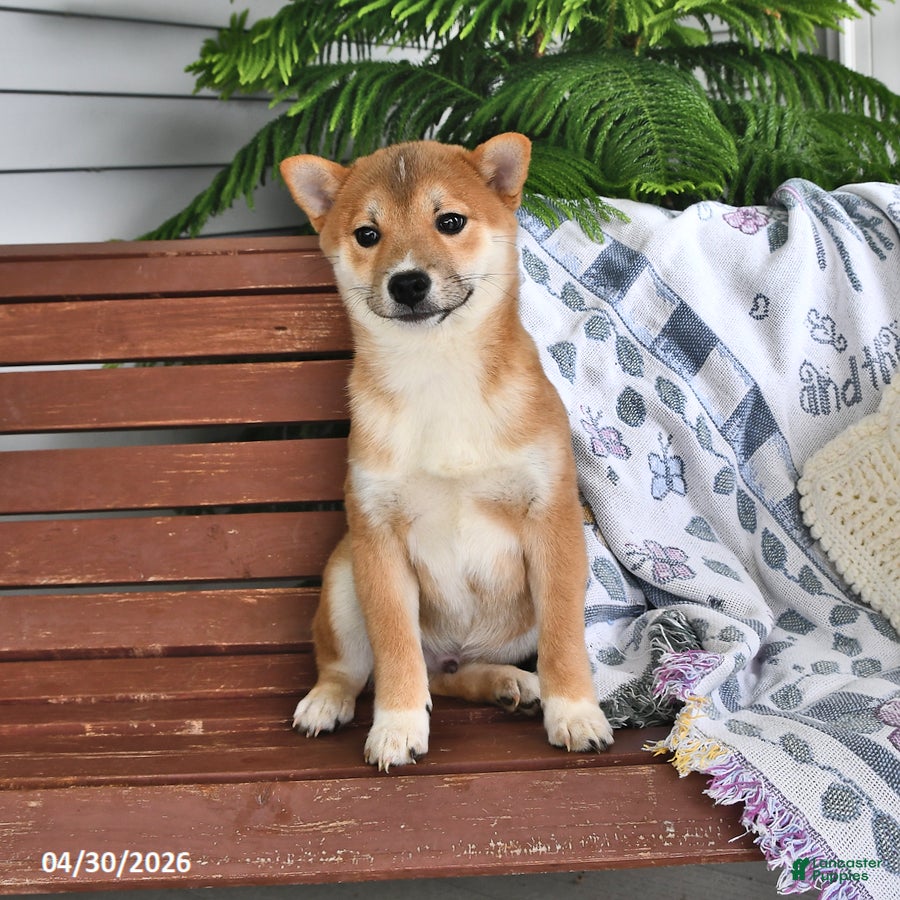 Shiba Inu dogs Denny - Ad 1