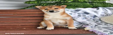 Denny
