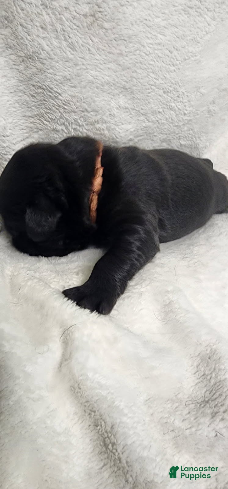 Newfoundland dogs Pink - Ad 2