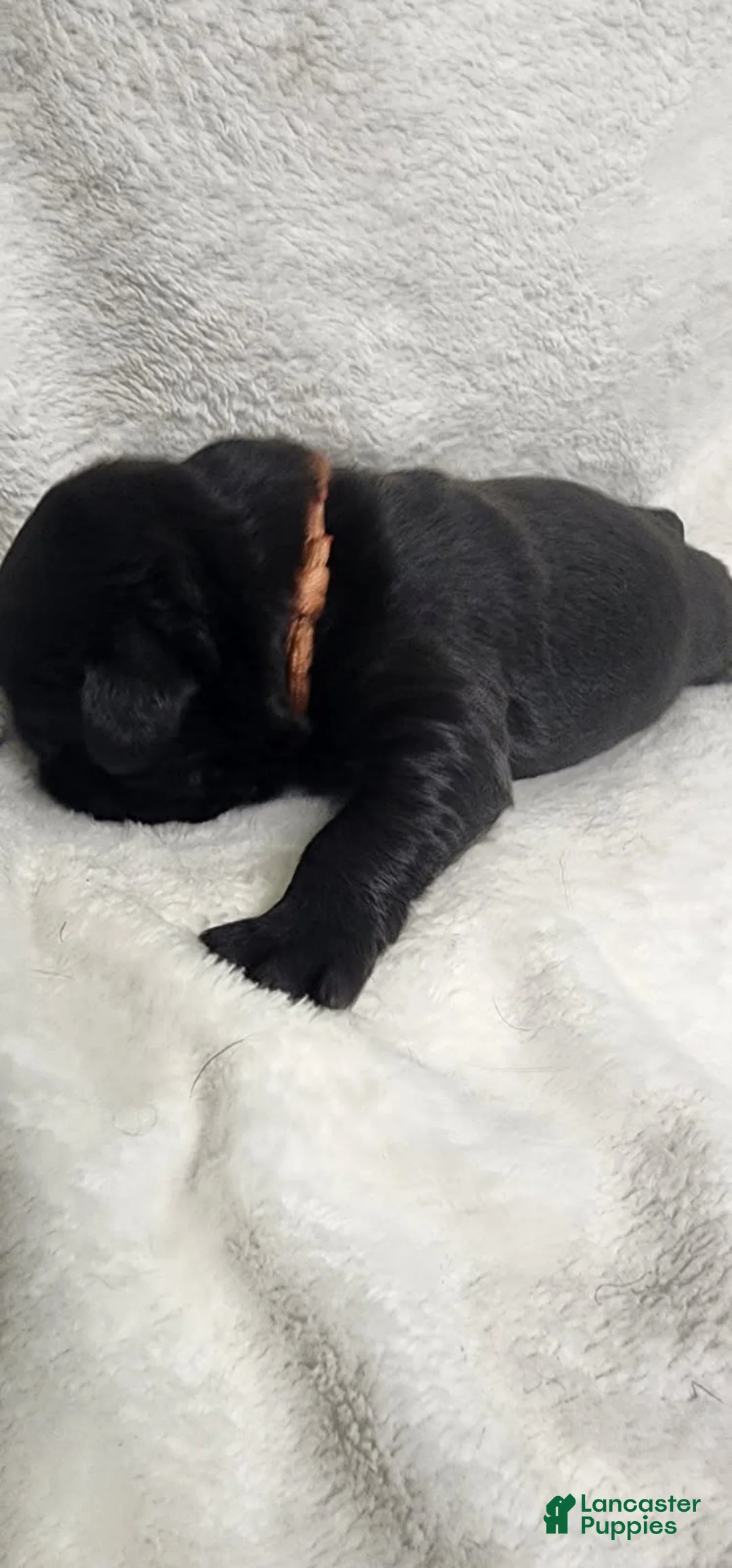 Newfoundland dogs for sale: Pink - Ad 2