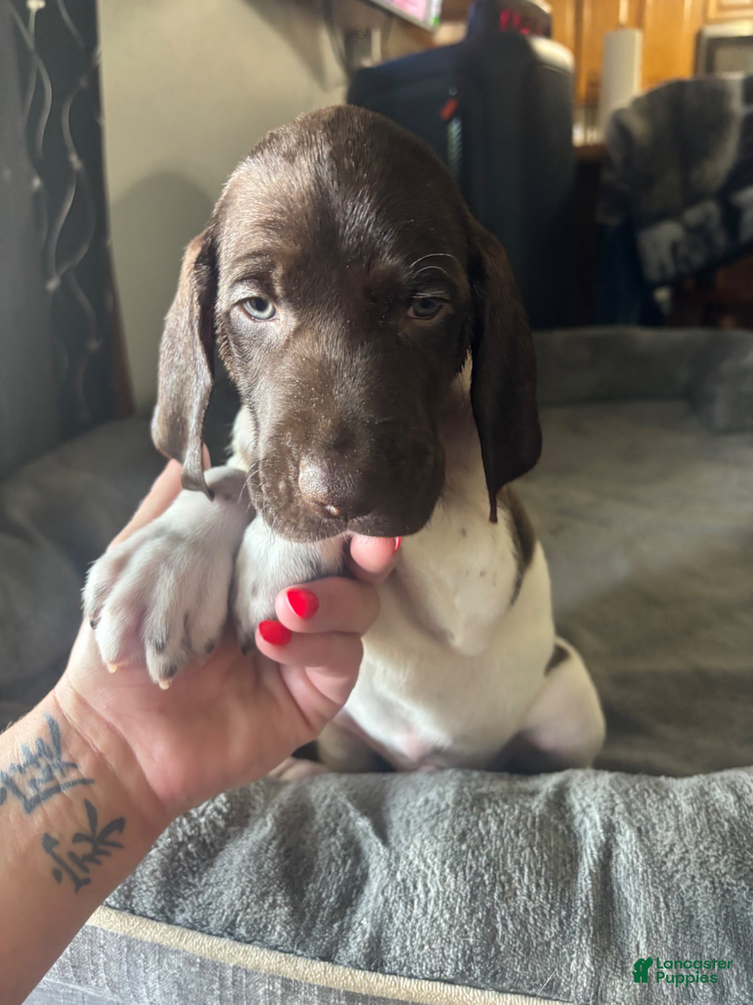 German Shorthaired Pointer dogs for sale: German Shorthaired Pointer Puppy 4 - Ad 4