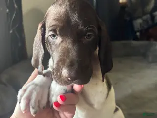 German Shorthaired Pointer dogs for sale: German Shorthaired Pointer Puppy 4 - Ad 4