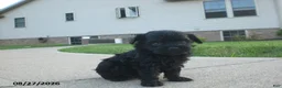Yorkiepoo dogs for sale: Jack - Ad 7