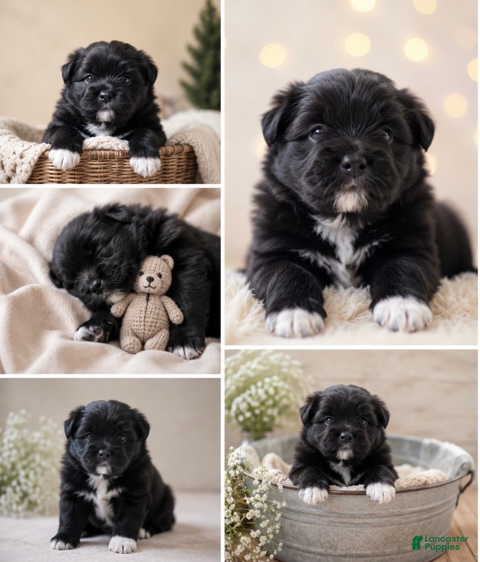 Pomeranian dogs for sale: Pomeranian 2 - Ad 2