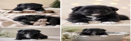 Pomeranian dogs for sale: Pomeranian 2 - Ad 1