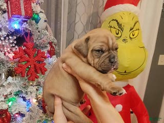 Olde English Bulldogge dogs Olde English Bulldogge Puppy 3 - Ad 9