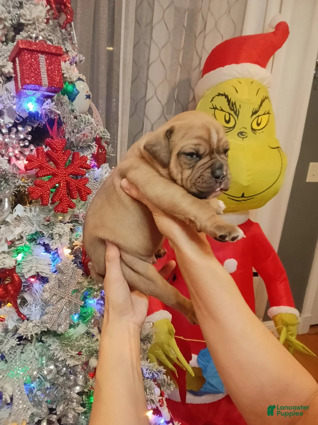 Olde English Bulldogge dogs for sale: Olde English Bulldogge Puppy 6 - Ad 1