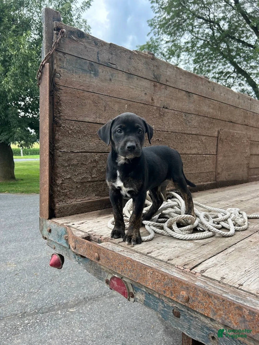 Mixed Breed dogs for sale: Greta - Ad 1