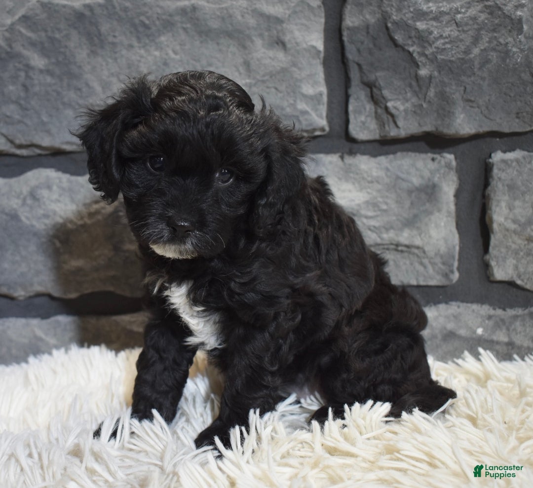 Cavapoo dogs for sale: Stella  - Ad 5