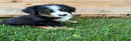 Bernese Mountain Dog dogs for sale: Silky  - Ad 5