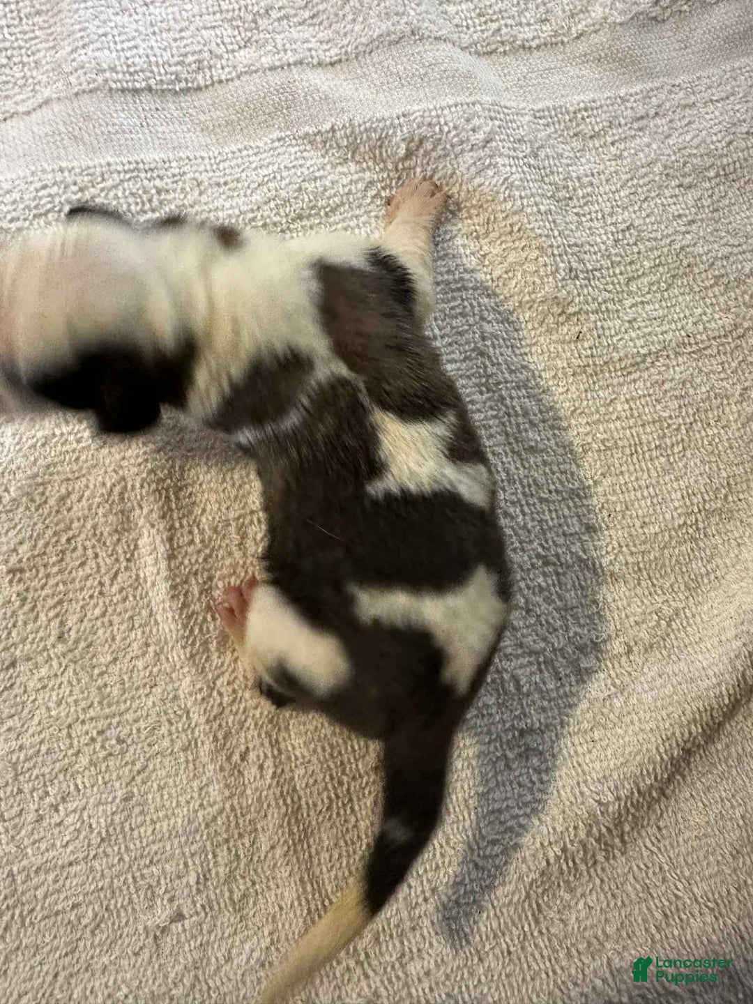 Saint Bernard dogs for sale: Puppy 3 - Ad 28